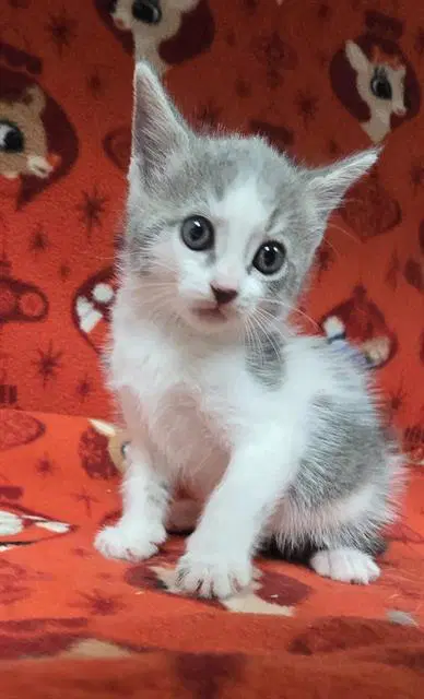 Romen - Domestic Short Hair