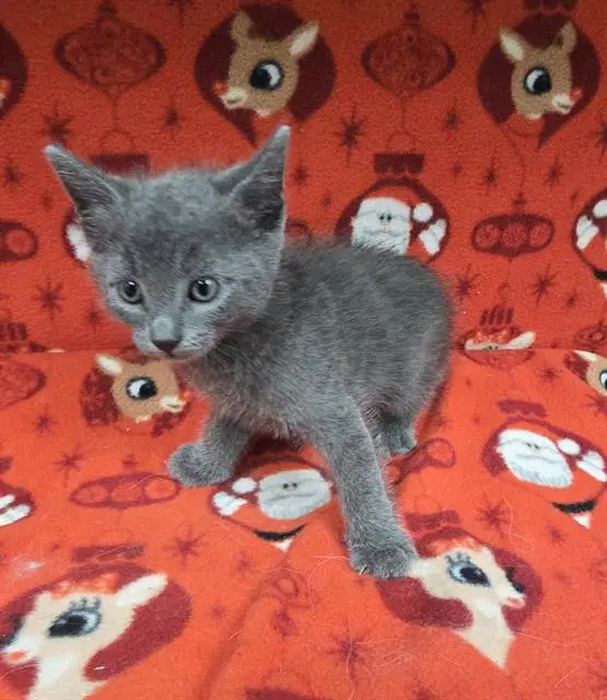 Noodle - Domestic Short Hair