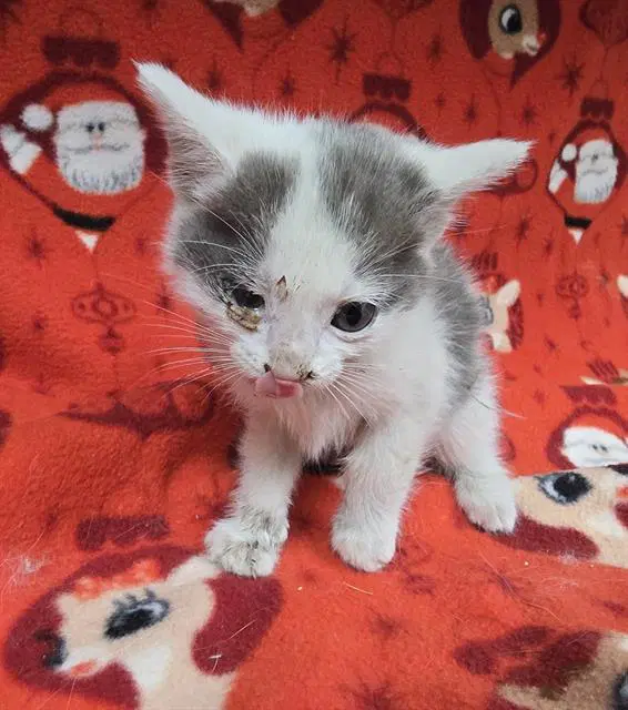 Unknown - Domestic Short Hair
