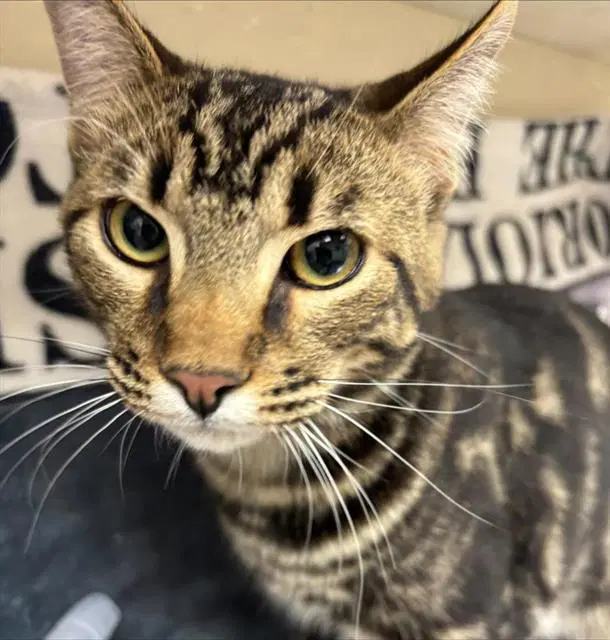 Aslan - Domestic Short Hair