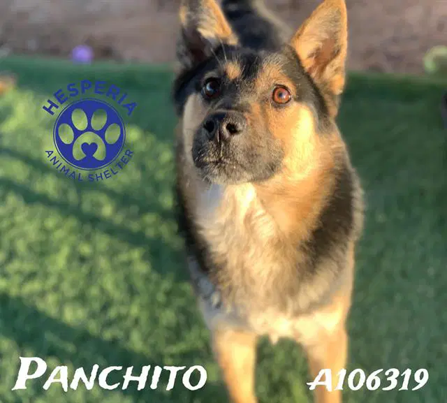 Panchito - German Shepherd Dog