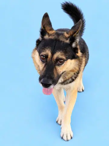 Panchito - German Shepherd Dog