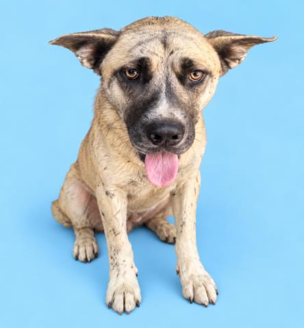 Zephyr, Siberian Husky / Mixed (medium coat)