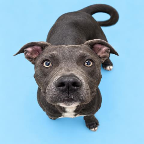 Biggie, Pit Bull Terrier / Mixed (medium coat)