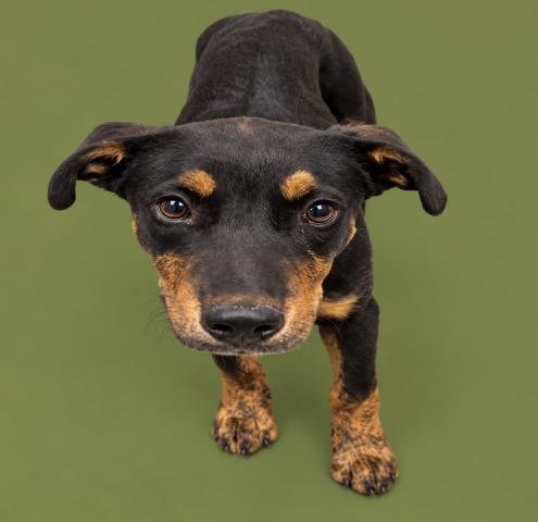 Smalls, Pit Bull Terrier / Mixed (medium coat)