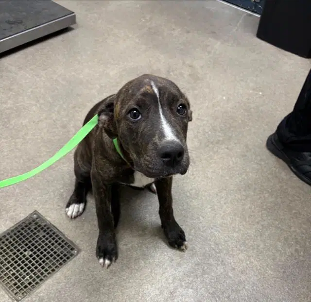 Bean - Pit Bull Terrier