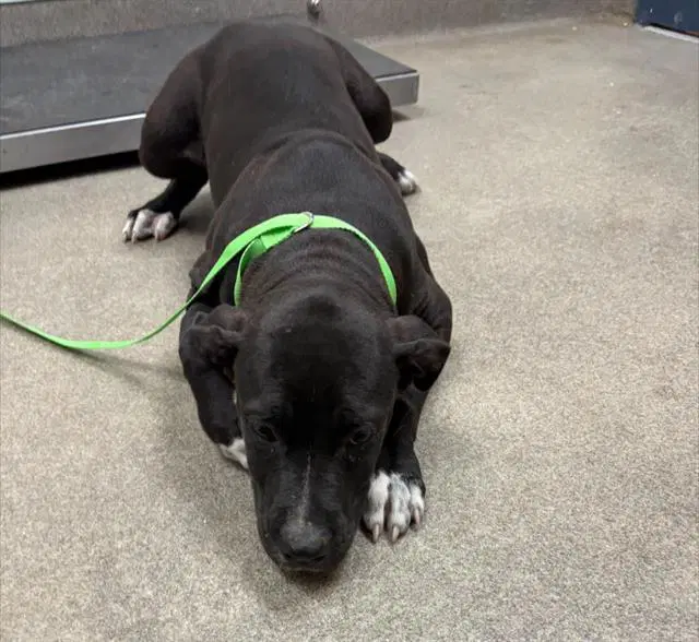 Sprout - Pit Bull Terrier