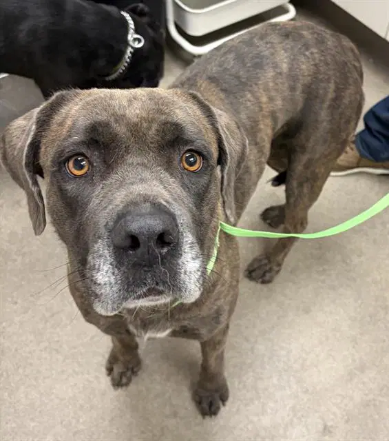 Tigress - Cane Corso Mastiff