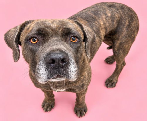 Tigress, Cane Corso Mastiff / Mixed (medium coat)