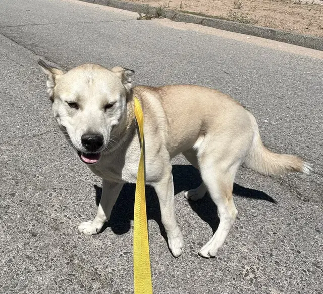 Katana Rescue Only - Siberian Husky