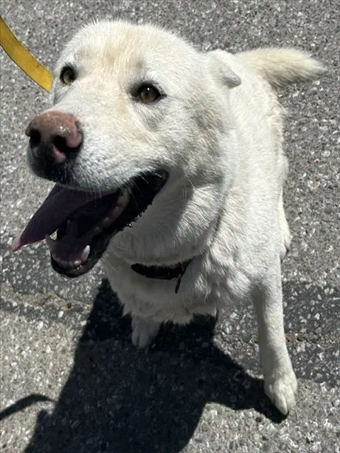 Unknown - Siberian Husky