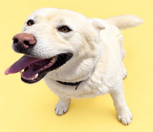 Cyclone, Siberian Husky (medium coat)