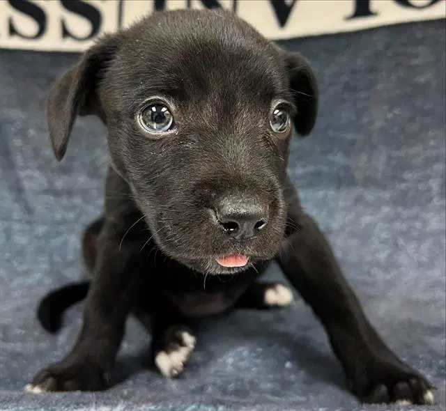 Ramona - Pit Bull Terrier