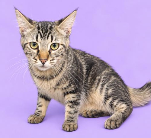 CORDELIA, a cat for adoption from HESPERIA ANIMAL SHELTER