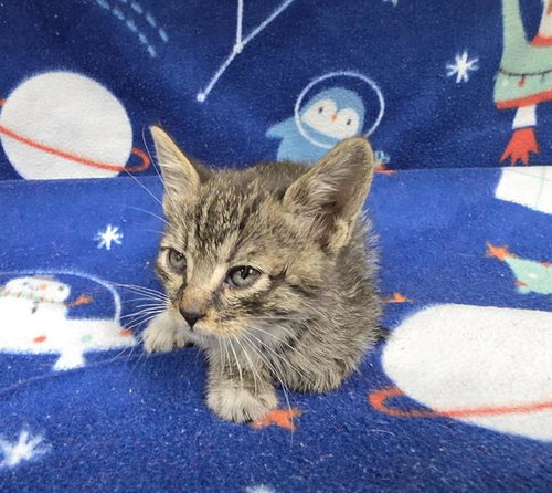 GENE C., a cat for adoption from HESPERIA ANIMAL SHELTER