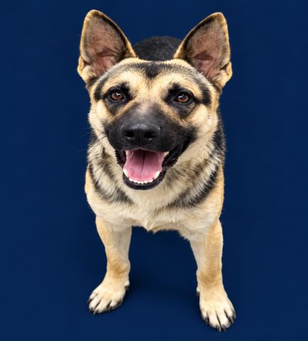 Chino, German Shepherd Dog (medium coat)