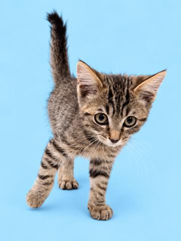 MILO, a cat for adoption from HESPERIA ANIMAL SHELTER