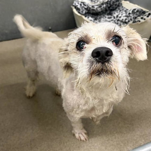 MASON, a dog for adoption from HESPERIA ANIMAL SHELTER