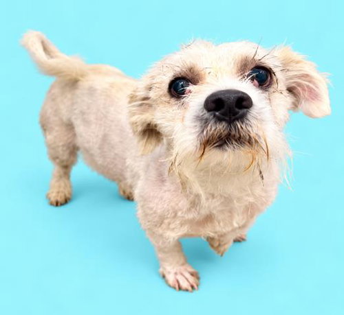 Mason, Havanese / Mixed (medium coat)