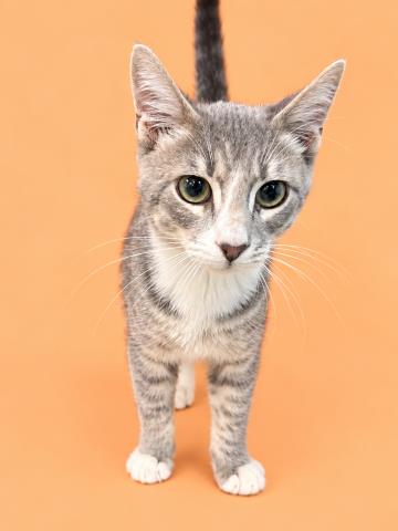 BENNY, a cat for adoption from HESPERIA ANIMAL SHELTER