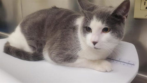 SAMMY (RESCUE ONLY), a cat for adoption from HESPERIA ANIMAL SHELTER