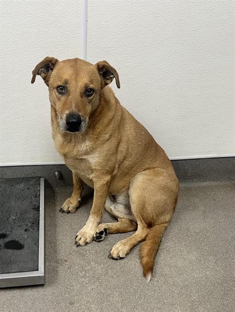 CRISCO, a dog for adoption from HESPERIA ANIMAL SHELTER