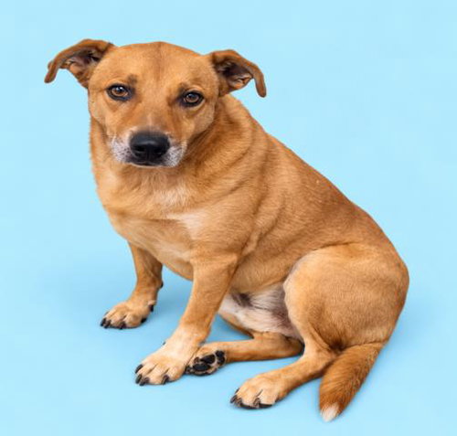 Crisco, German Shepherd Dog / Mixed (medium coat)