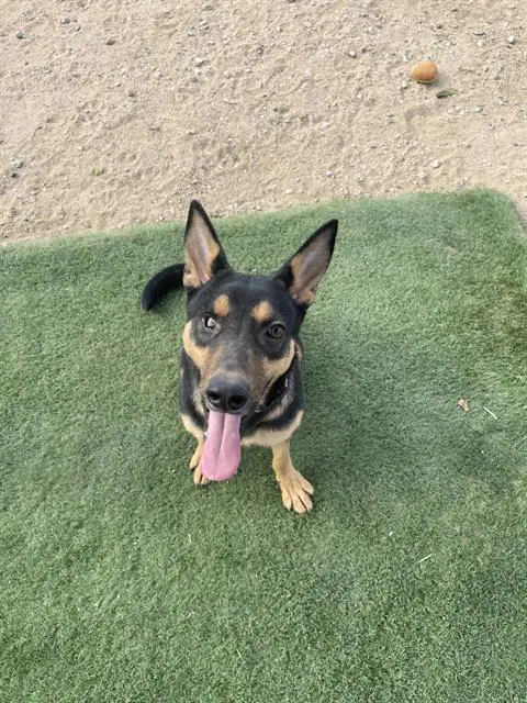 Boo Bear - German Shepherd Dog