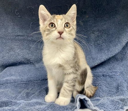 SAVANNAH, a cat for adoption from HESPERIA ANIMAL SHELTER