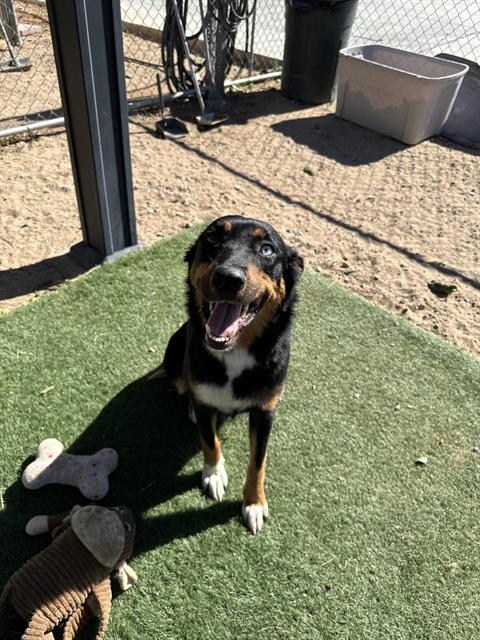 LILY (RESCUE ONLY), a dog for adoption from HESPERIA ANIMAL SHELTER