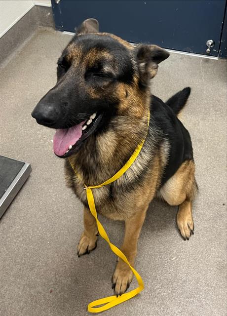 COWBOY, a dog for adoption from HESPERIA ANIMAL SHELTER