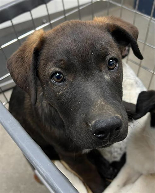 CARLO, a dog for adoption from HESPERIA ANIMAL SHELTER