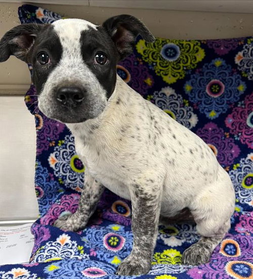 CARLOS, a dog for adoption from HESPERIA ANIMAL SHELTER