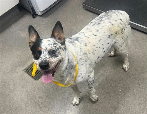 BANJO, a dog for adoption from HESPERIA ANIMAL SHELTER