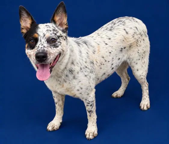 Banjo - Australian Cattle Dog/Blue Heeler