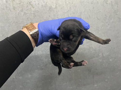 (NURSING,RESCUE ONLY), a dog for adoption from HESPERIA ANIMAL SHELTER