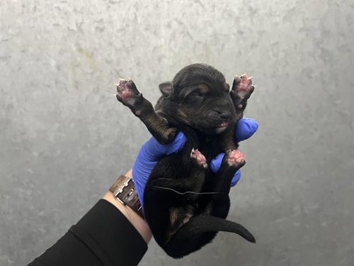 (NURSING,RESCUE ONLY), a dog for adoption from HESPERIA ANIMAL SHELTER