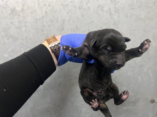 (NURSING,RESCUE ONLY), a dog for adoption from HESPERIA ANIMAL SHELTER
