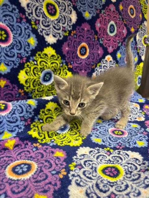 WILLY, a cat for adoption from HESPERIA ANIMAL SHELTER