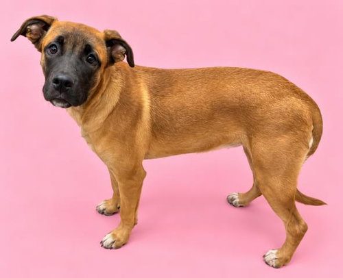 Coconut, Belgian Shepherd Malinois / Mixed (medium coat)