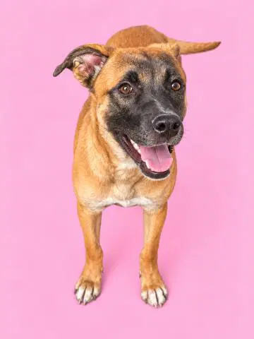 Coconut - Belgian Shepherd Malinois