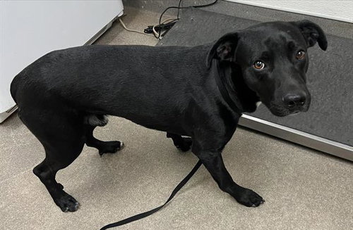 KIRK, a dog for adoption from HESPERIA ANIMAL SHELTER