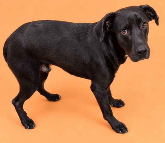 Kirk