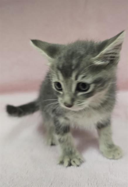 WALLY, a cat for adoption from HESPERIA ANIMAL SHELTER