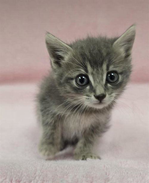 WILEY, a cat for adoption from HESPERIA ANIMAL SHELTER