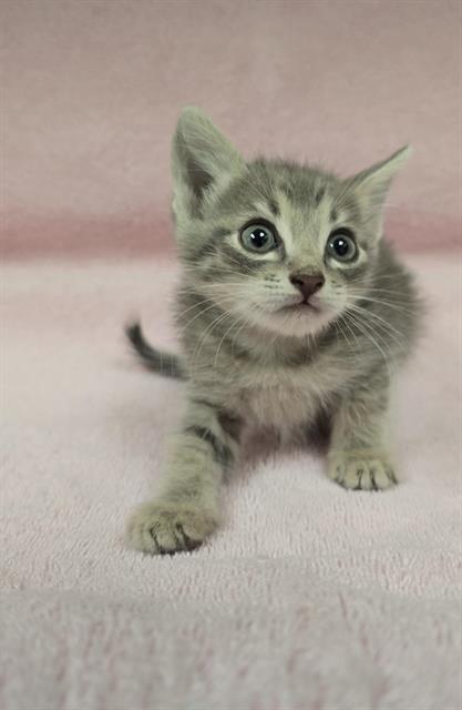 WILLEM, a cat for adoption from HESPERIA ANIMAL SHELTER