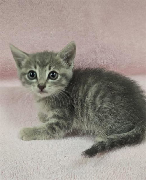 WILLA, a cat for adoption from HESPERIA ANIMAL SHELTER