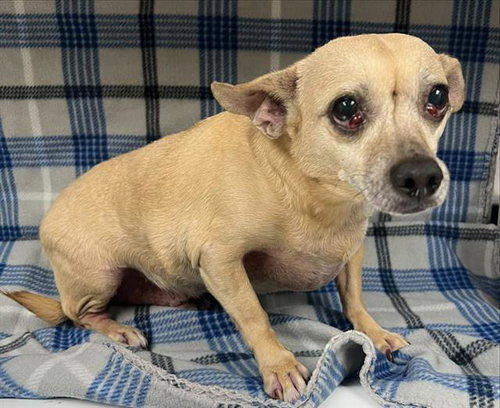 MURPHY, a dog for adoption from HESPERIA ANIMAL SHELTER