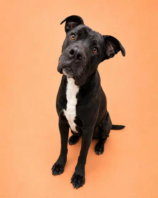 Waldo Rescue Only - Pit Bull Terrier
