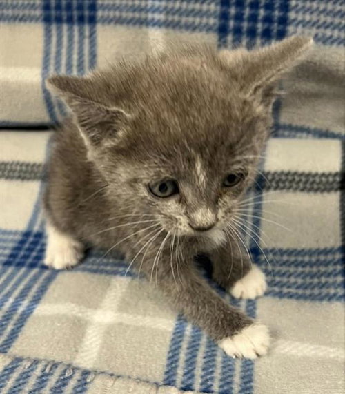 LITTLE LIL, a cat for adoption from HESPERIA ANIMAL SHELTER